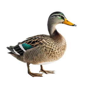 Animated Duck PNG