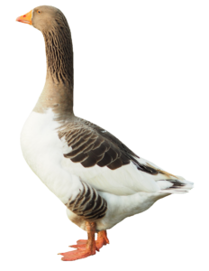 High-resolution Goose Duck PNG