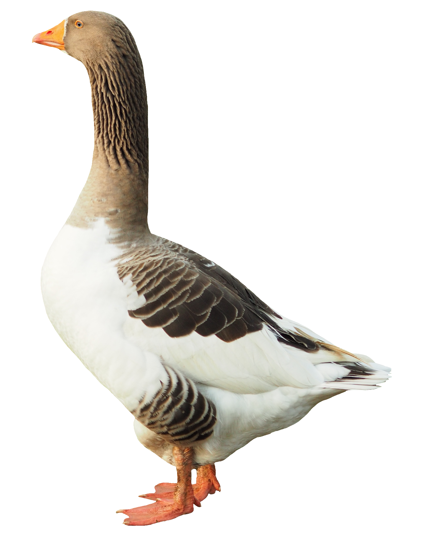 duck-88