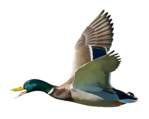 Flying Mallard Duck Illustration PNG