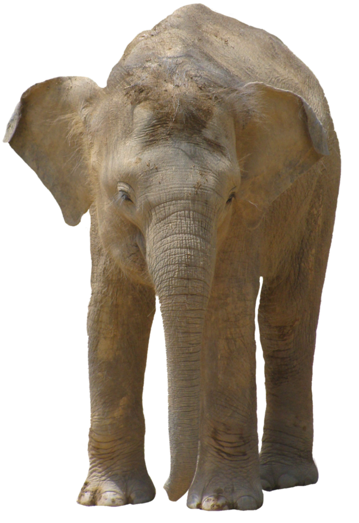 Elephant in png format