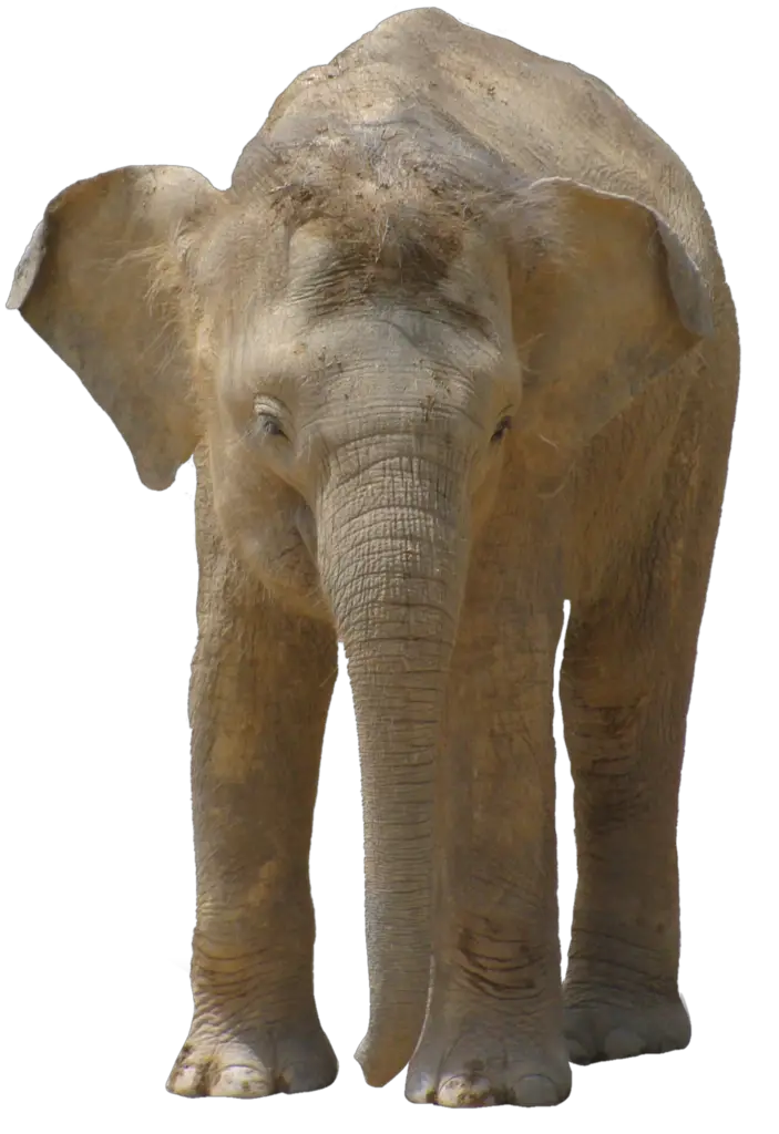 elephant png images