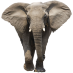Elephant Png Transparent Image