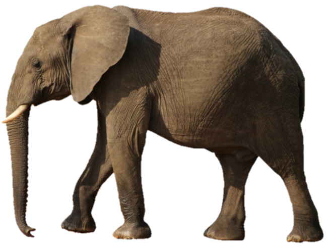 High Resolution Elephant Png