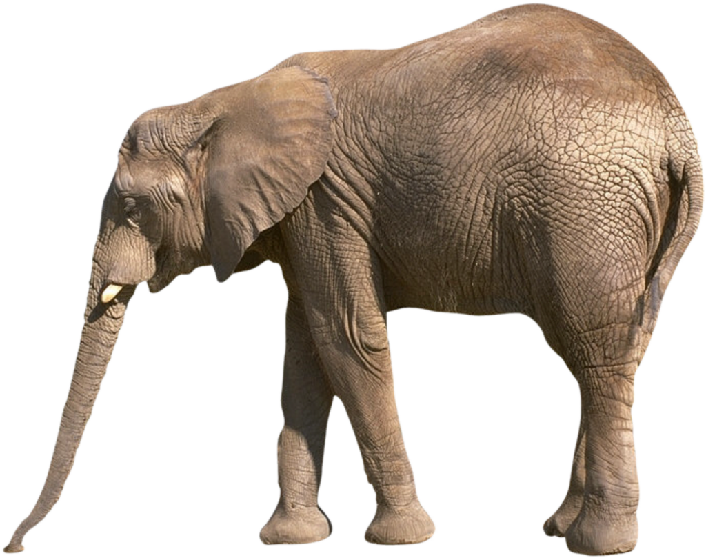 indian Elephant Png