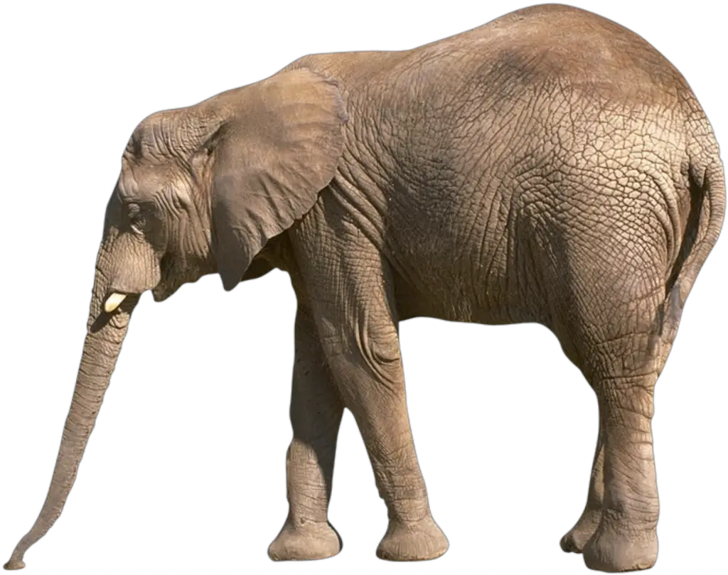 indian Elephant Png