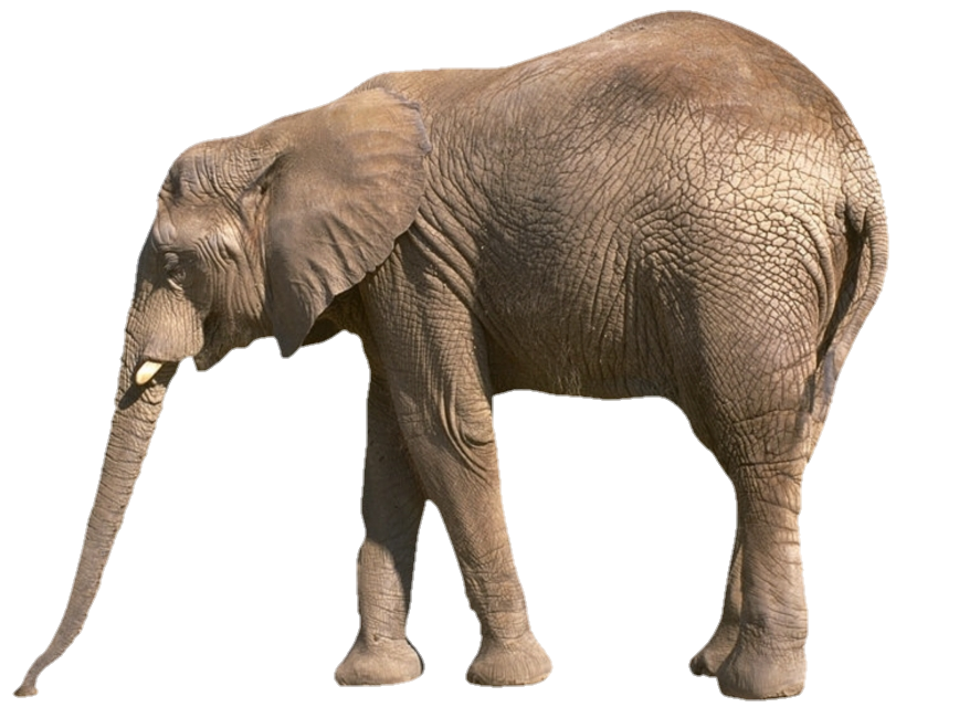 Indian Elephant Png