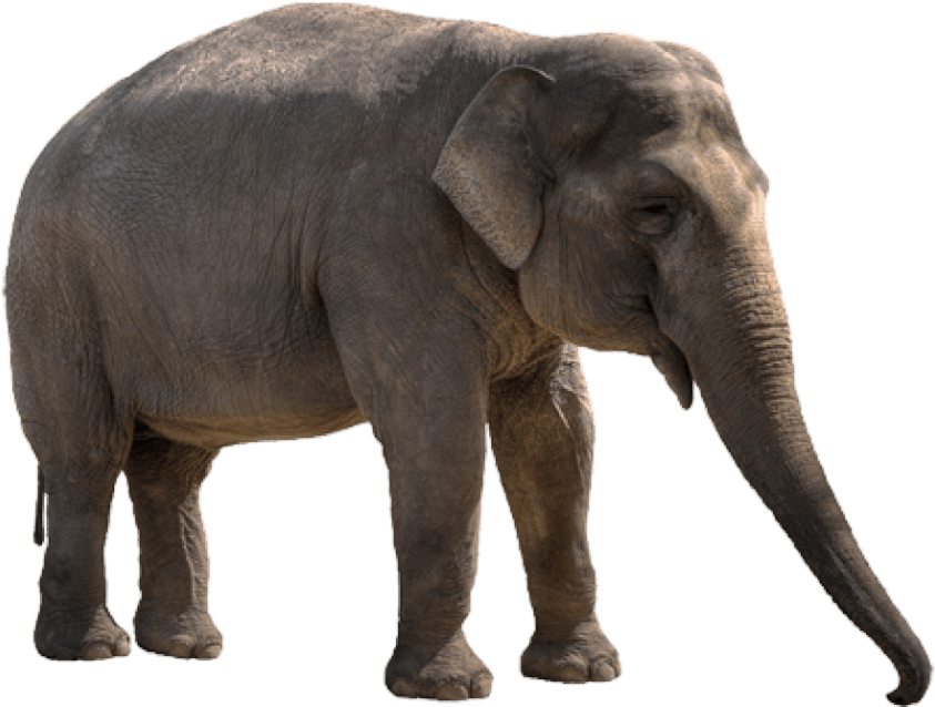 Indian Elephant Png