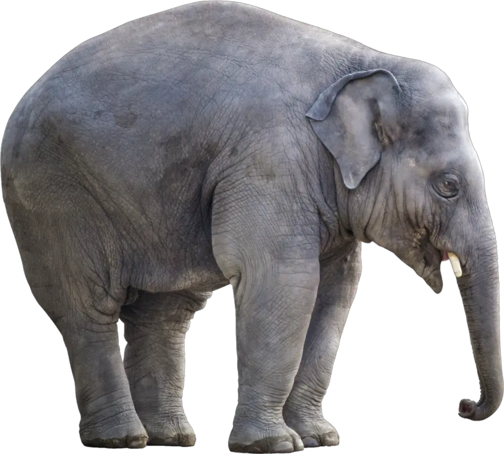 Cute Elephant Png