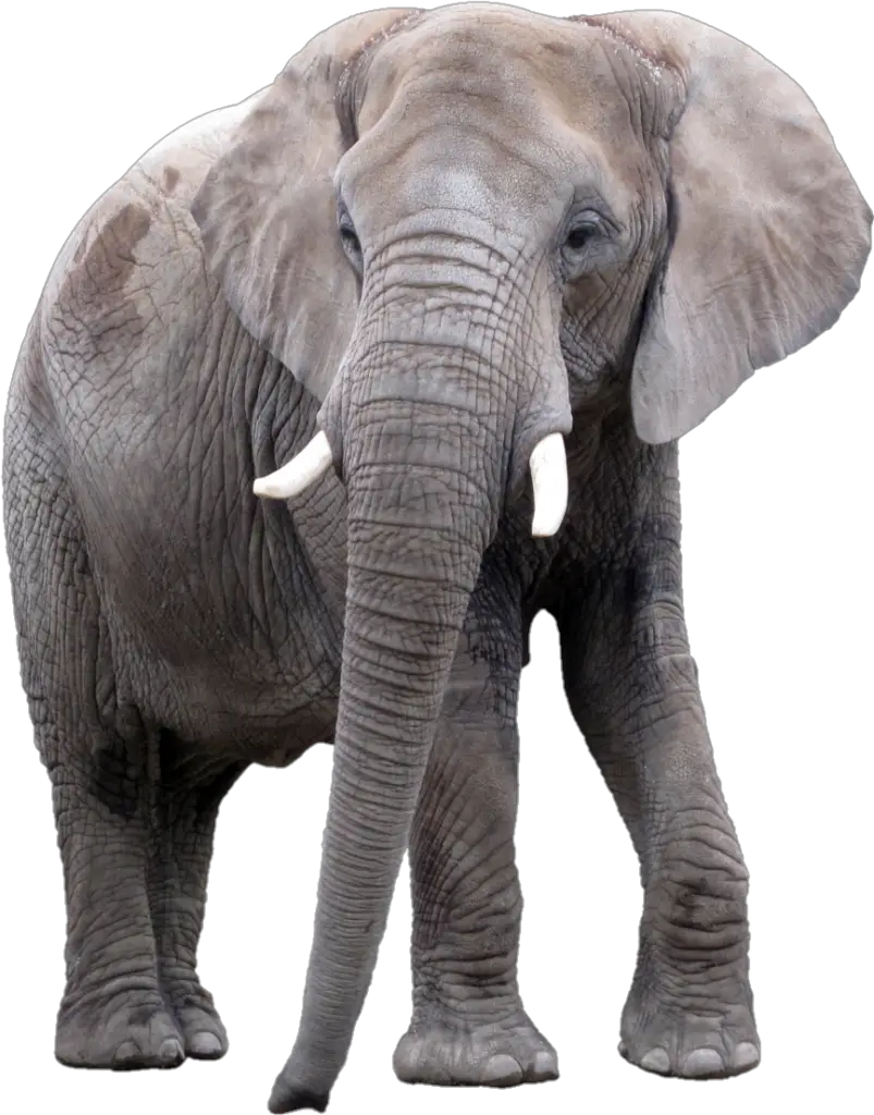 High Resolution Elephant Png