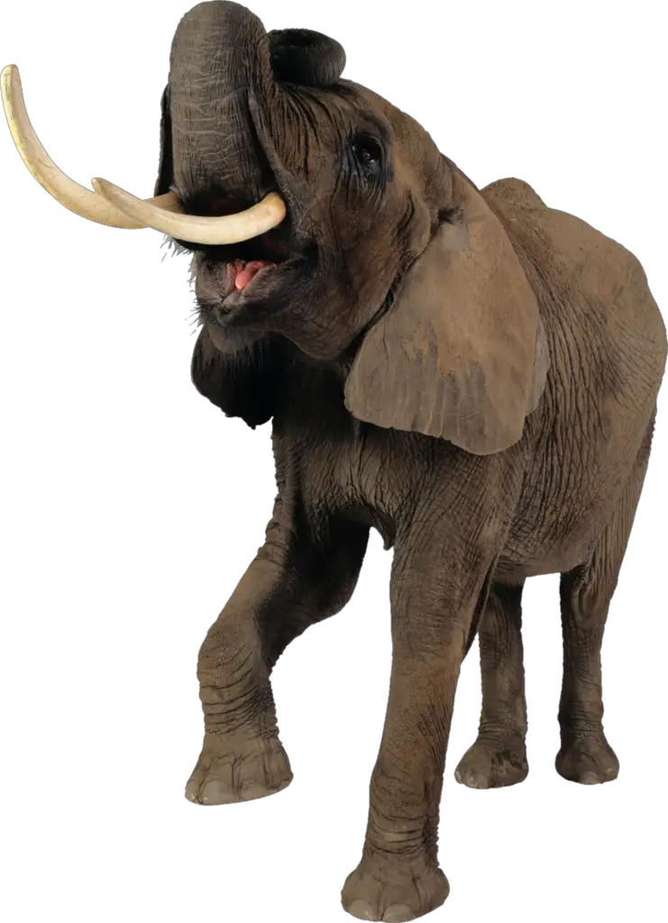 transparent Elephant Png