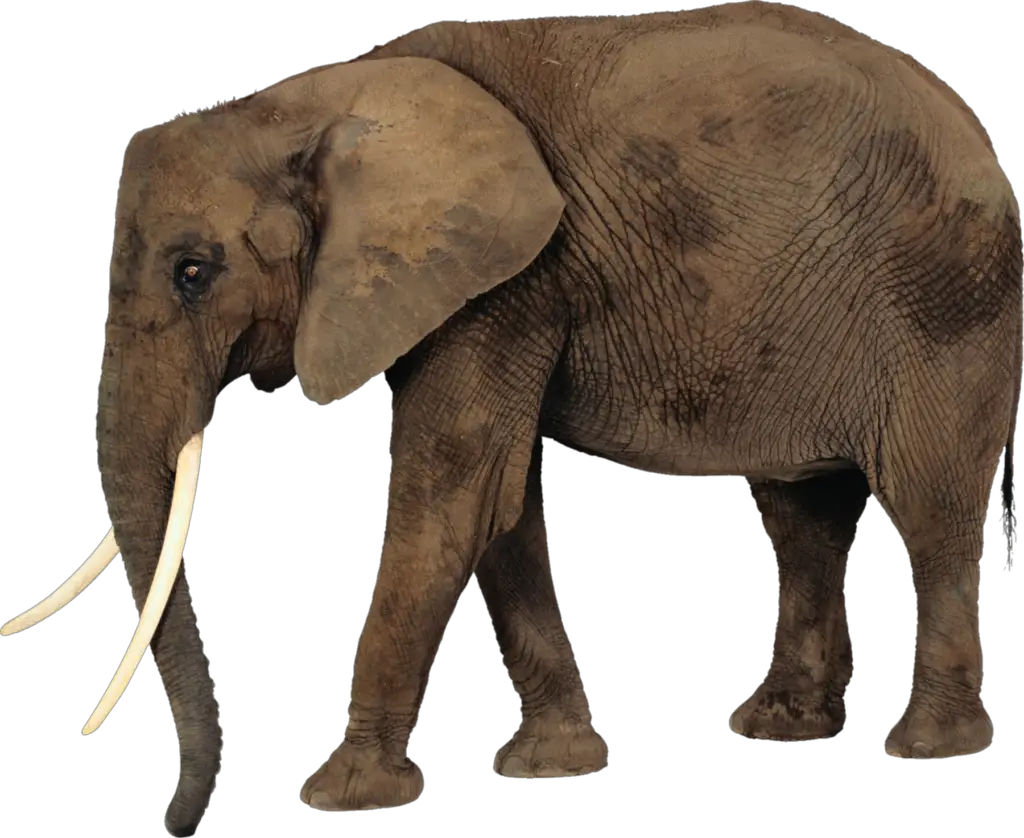 Background Elephant Png