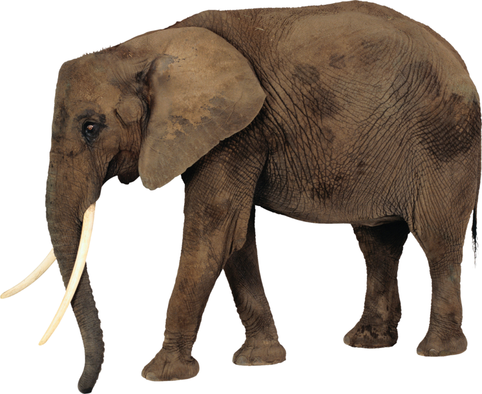 elephant-png-transparent-images-free-download-pngfre