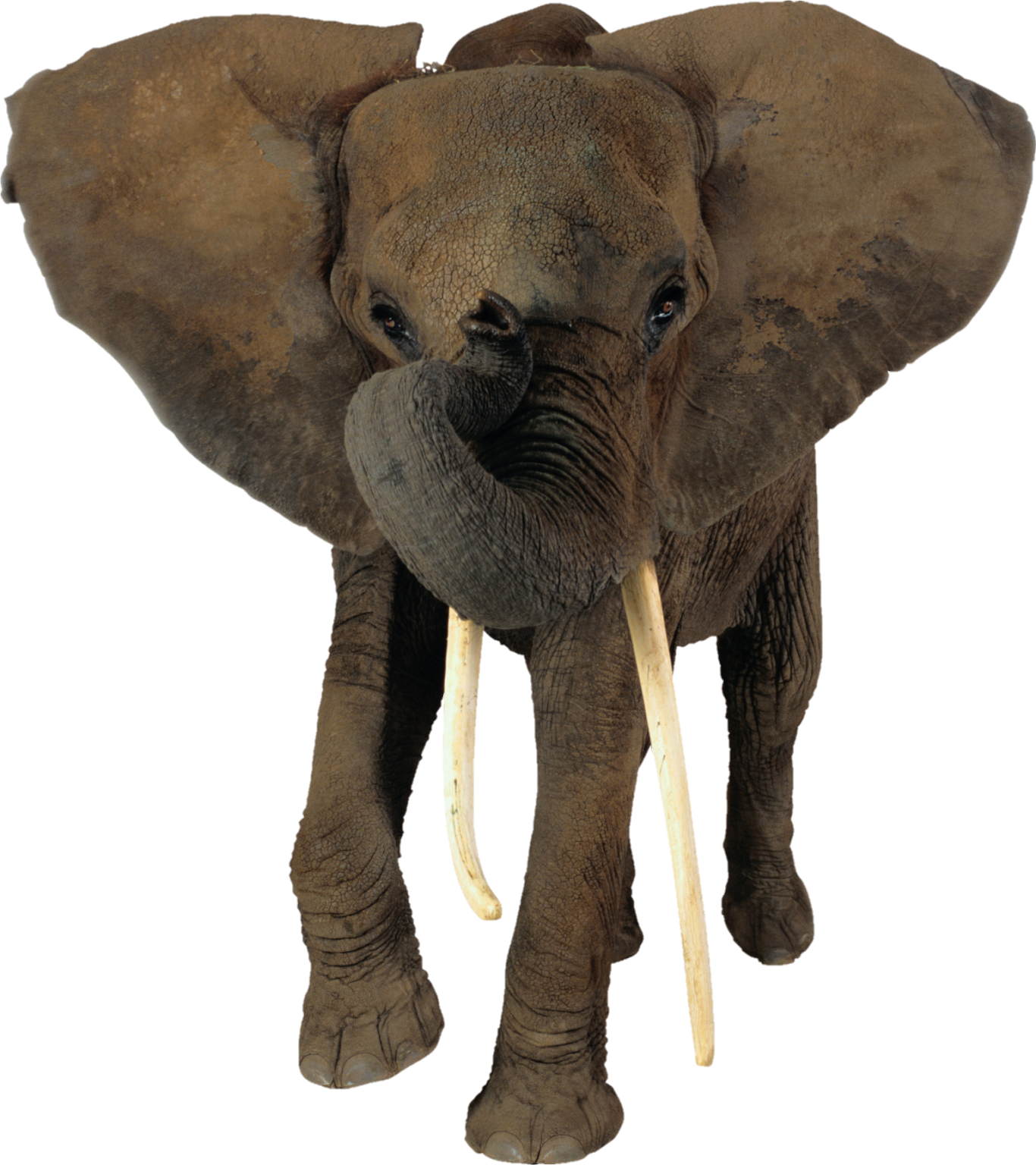 elephant-png-transparent-images-free-download-pngfre