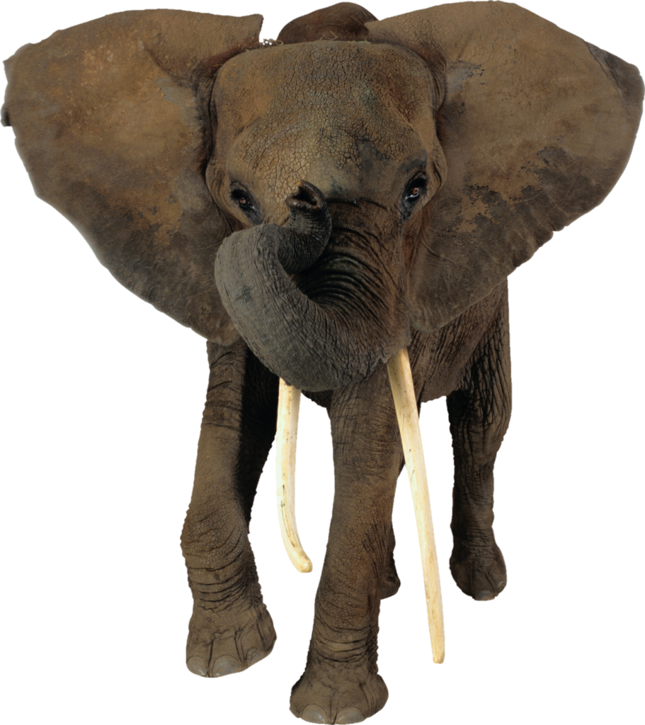 African Elephant Png