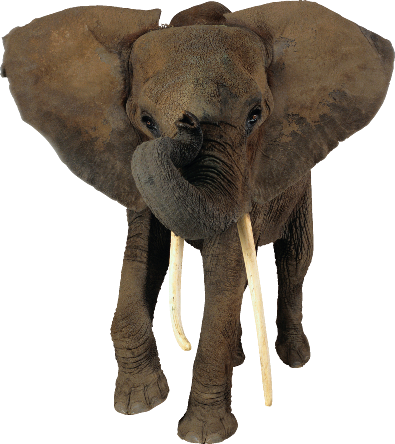 elephant-5