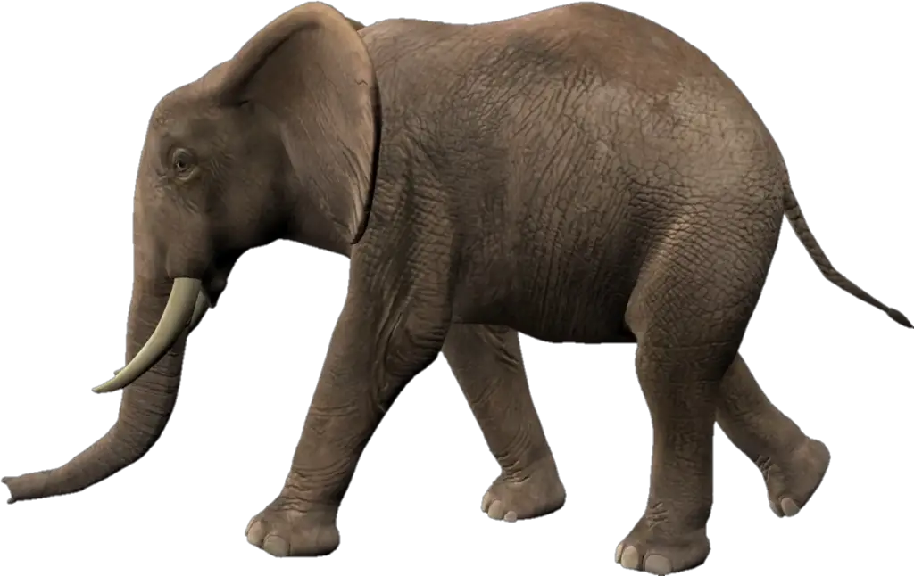 high resolution Elephant Png