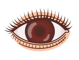 Female Eye Vector Png