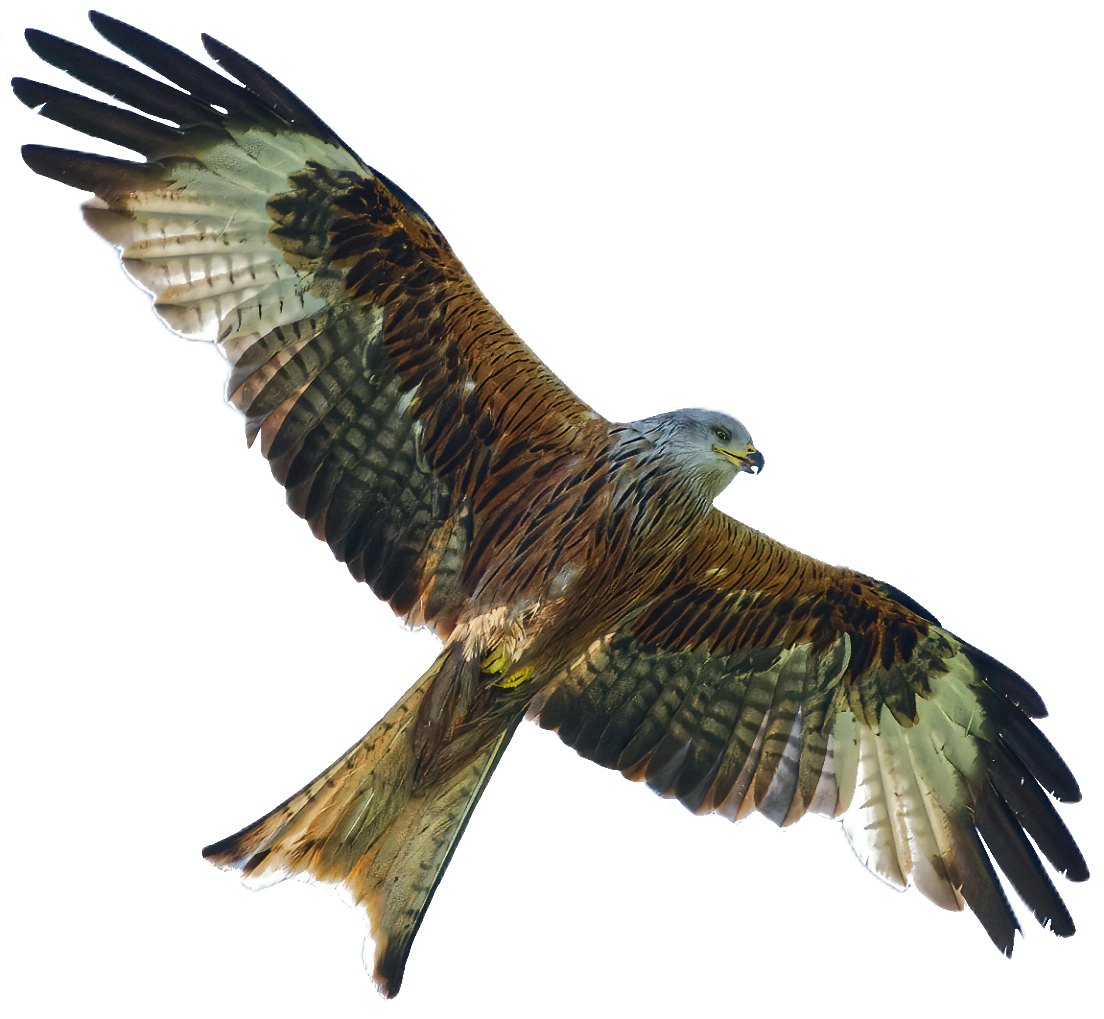 falcon-10