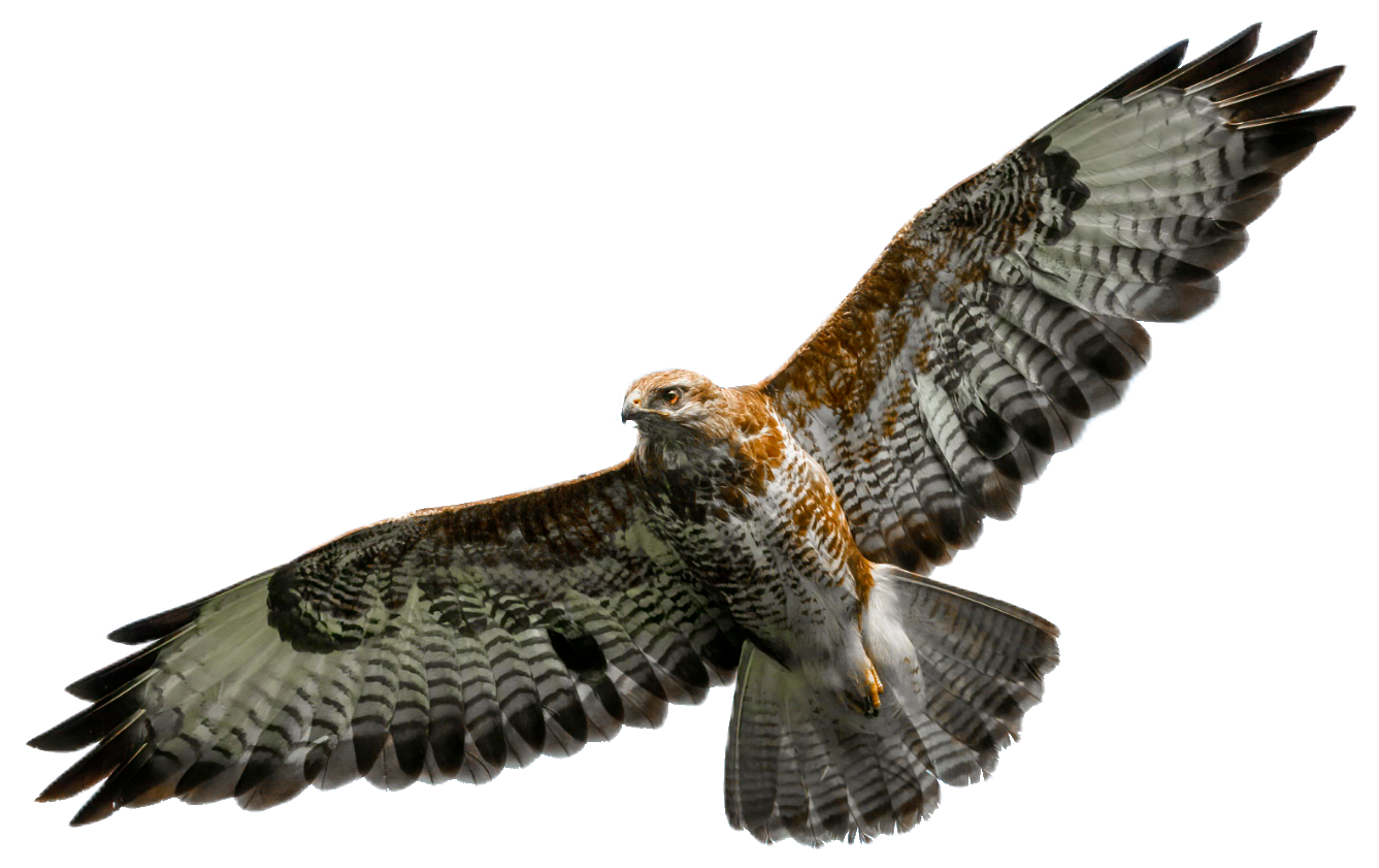 falcon-11