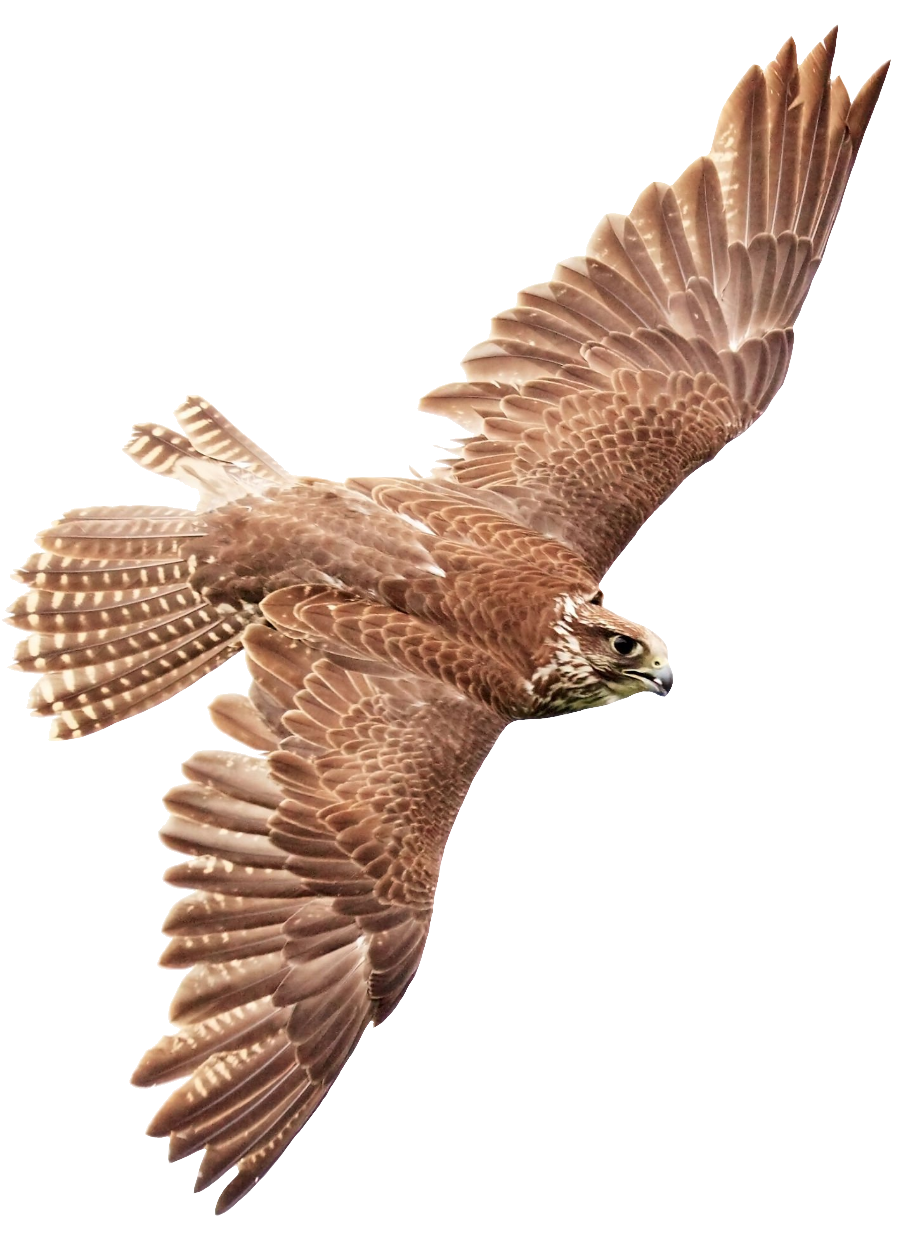 falcon-13