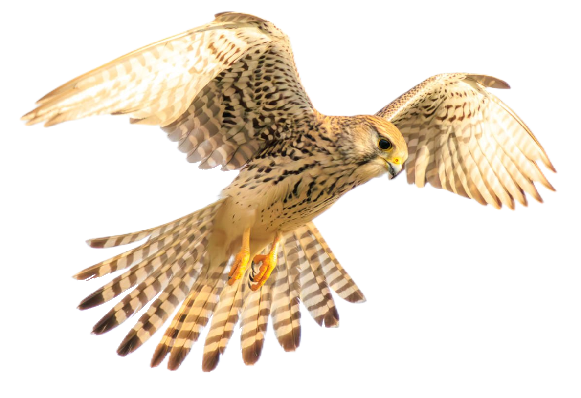 falcon-14