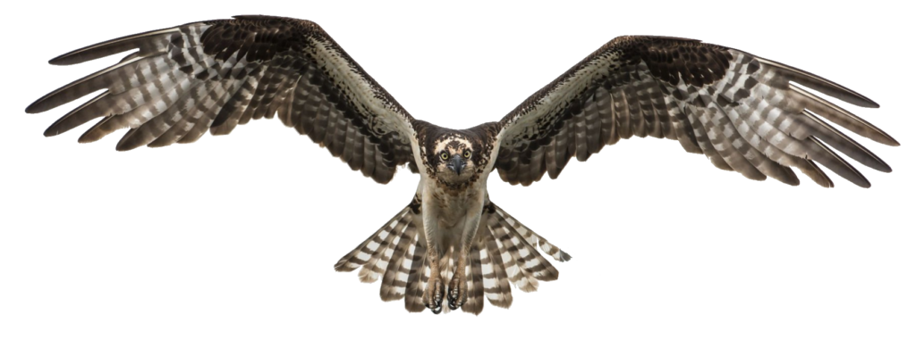 High-resolution Falcon PNG