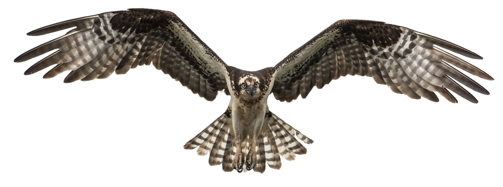 falcon-15