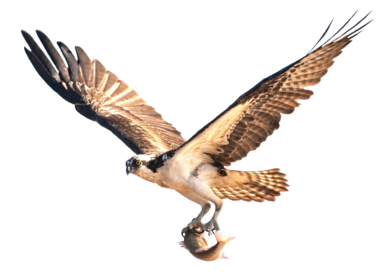 falcon-16