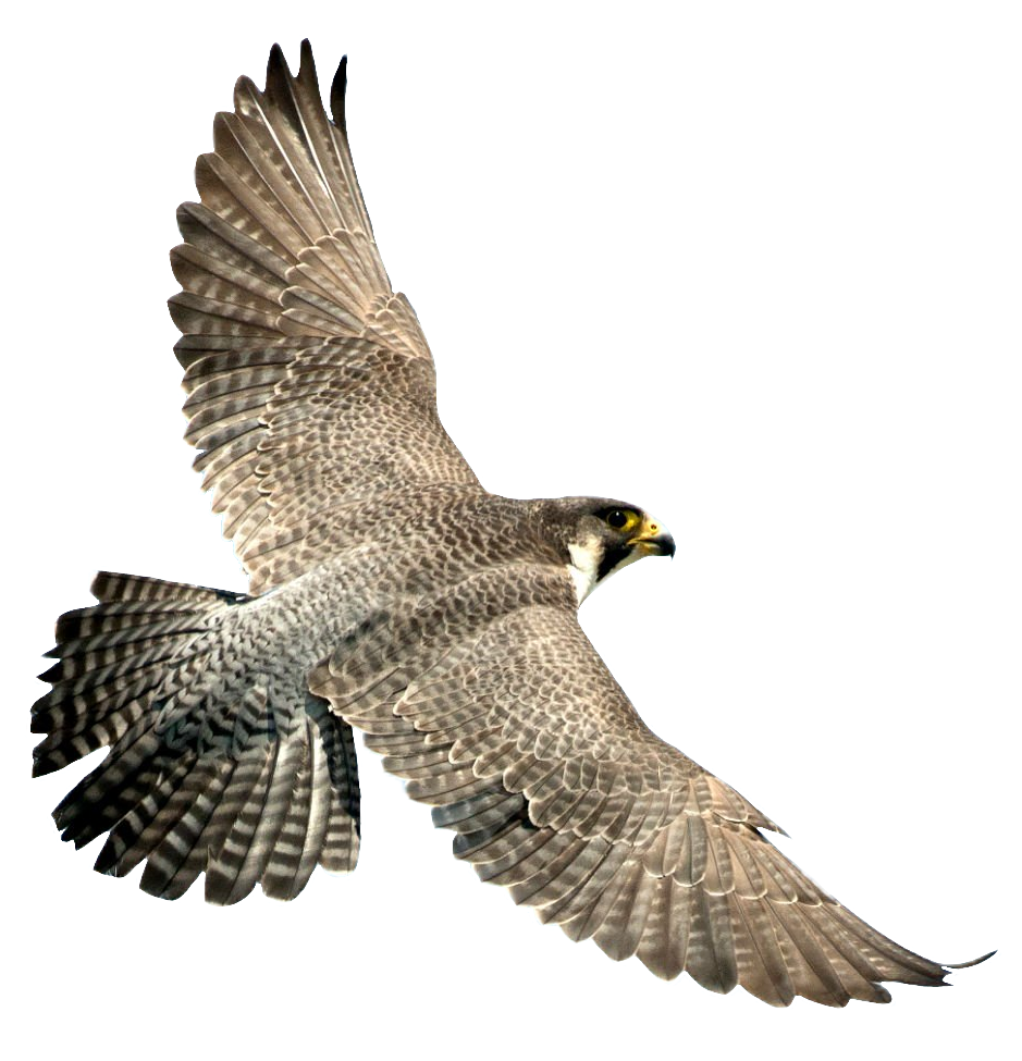 falcon-17