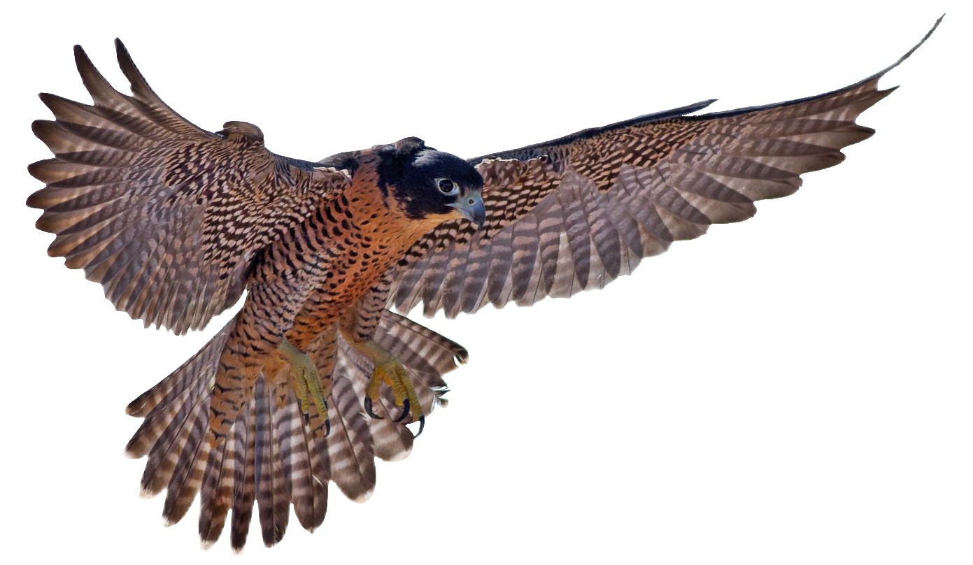 falcon-18