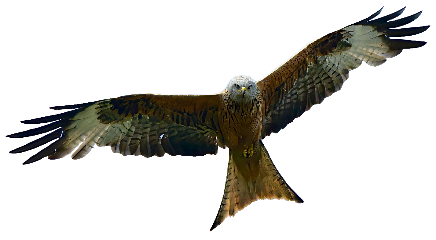 falcon-19