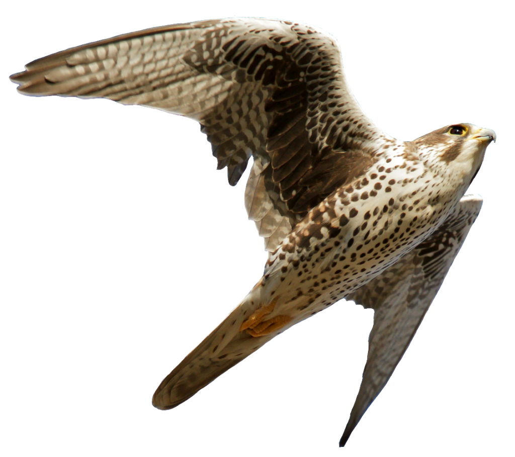 Flying Falcon PNG