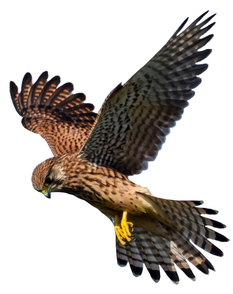 High-resolution Falcon PNG