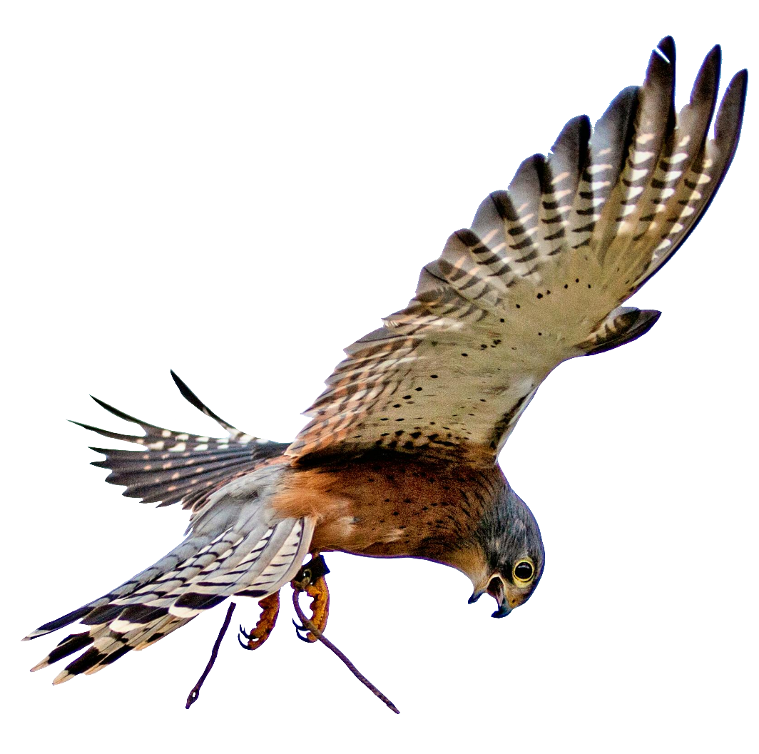 falcon-21
