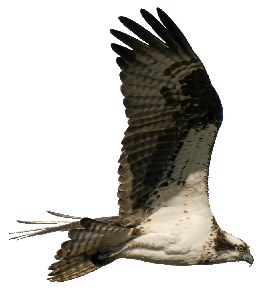 Falcon Bird Eagle PNG
