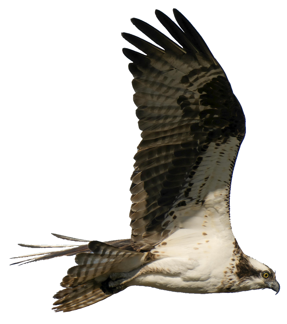 falcon-22