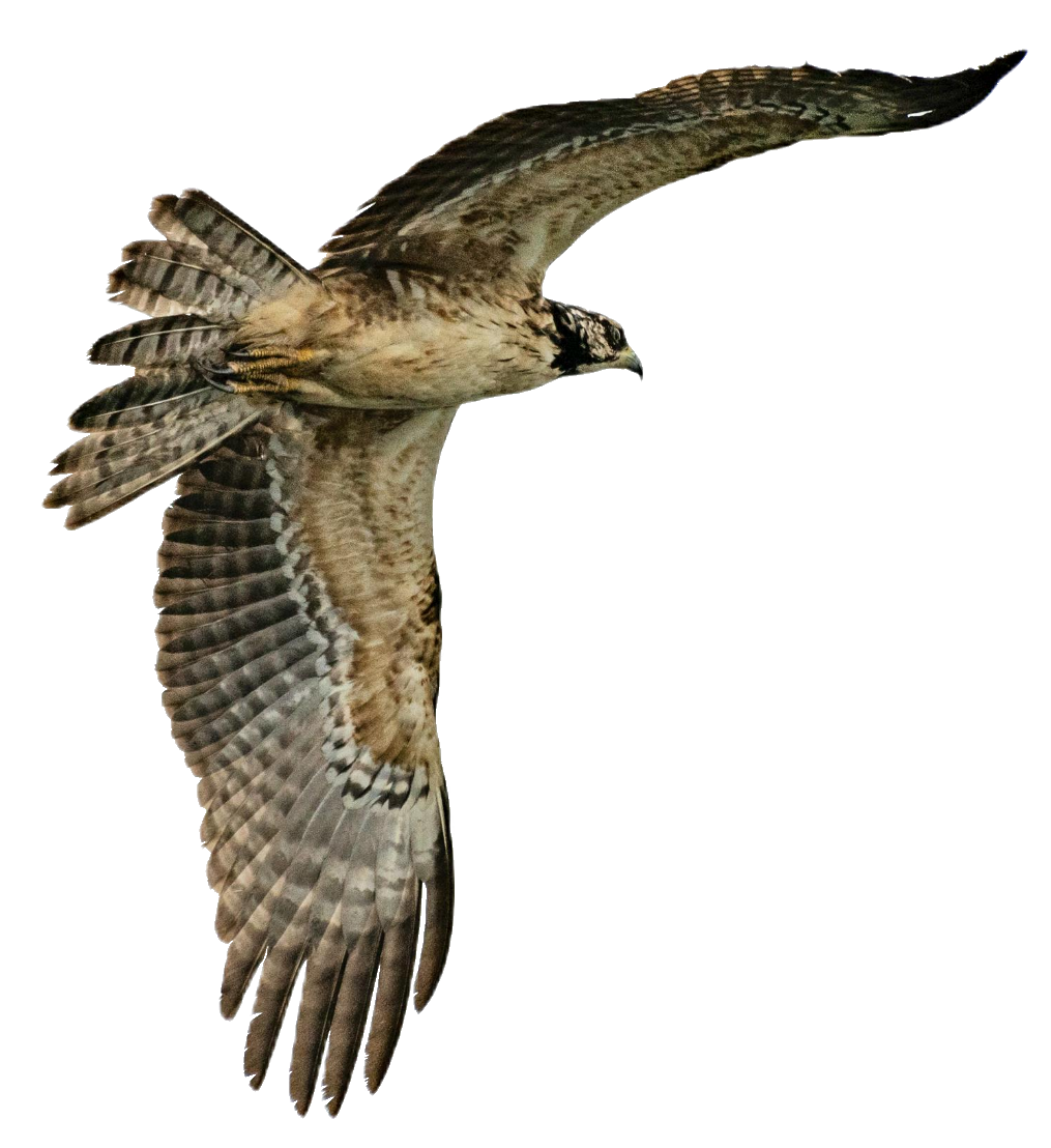 falcon-23