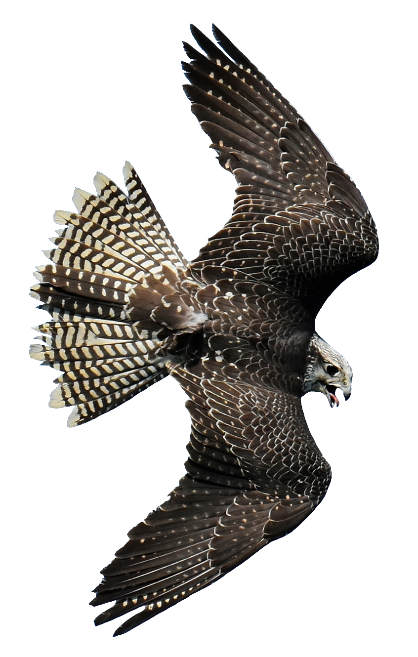 falcon-24