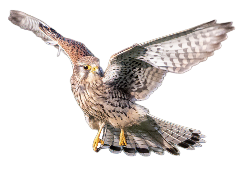 Bird Falcon PNG