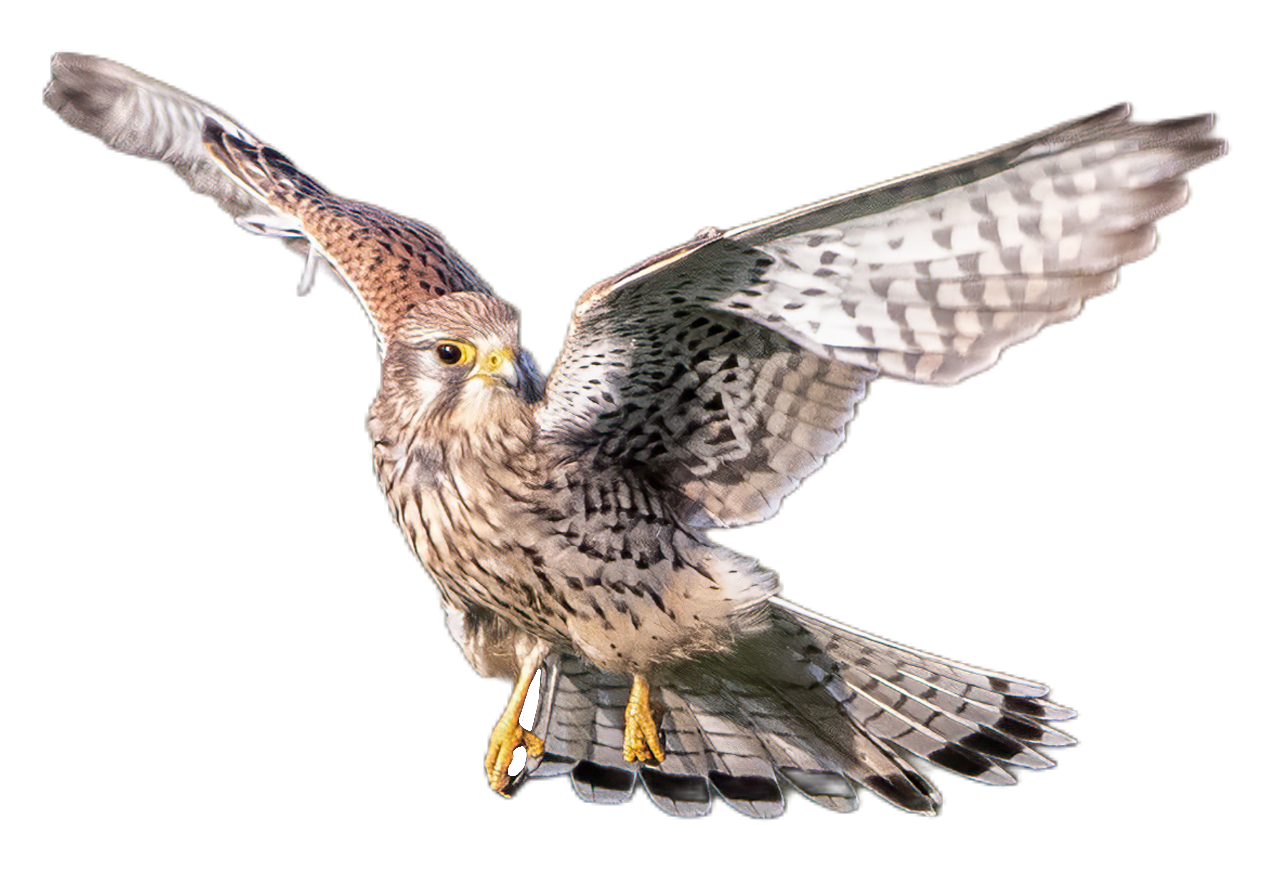 falcon-25