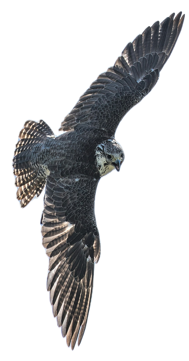 falcon-26