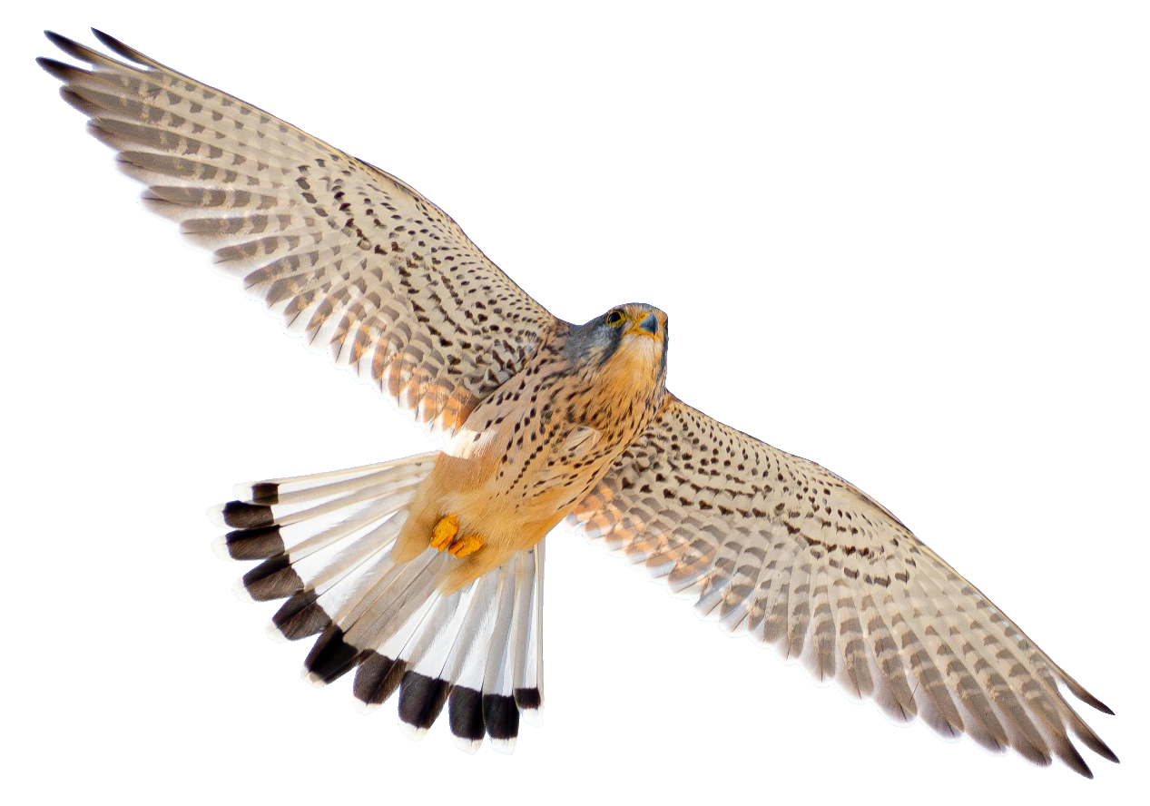 falcon-27