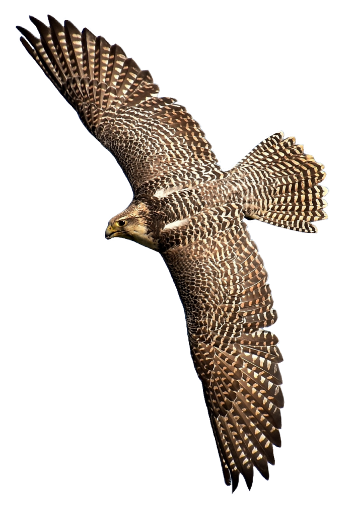 Transparent Falcon PNG