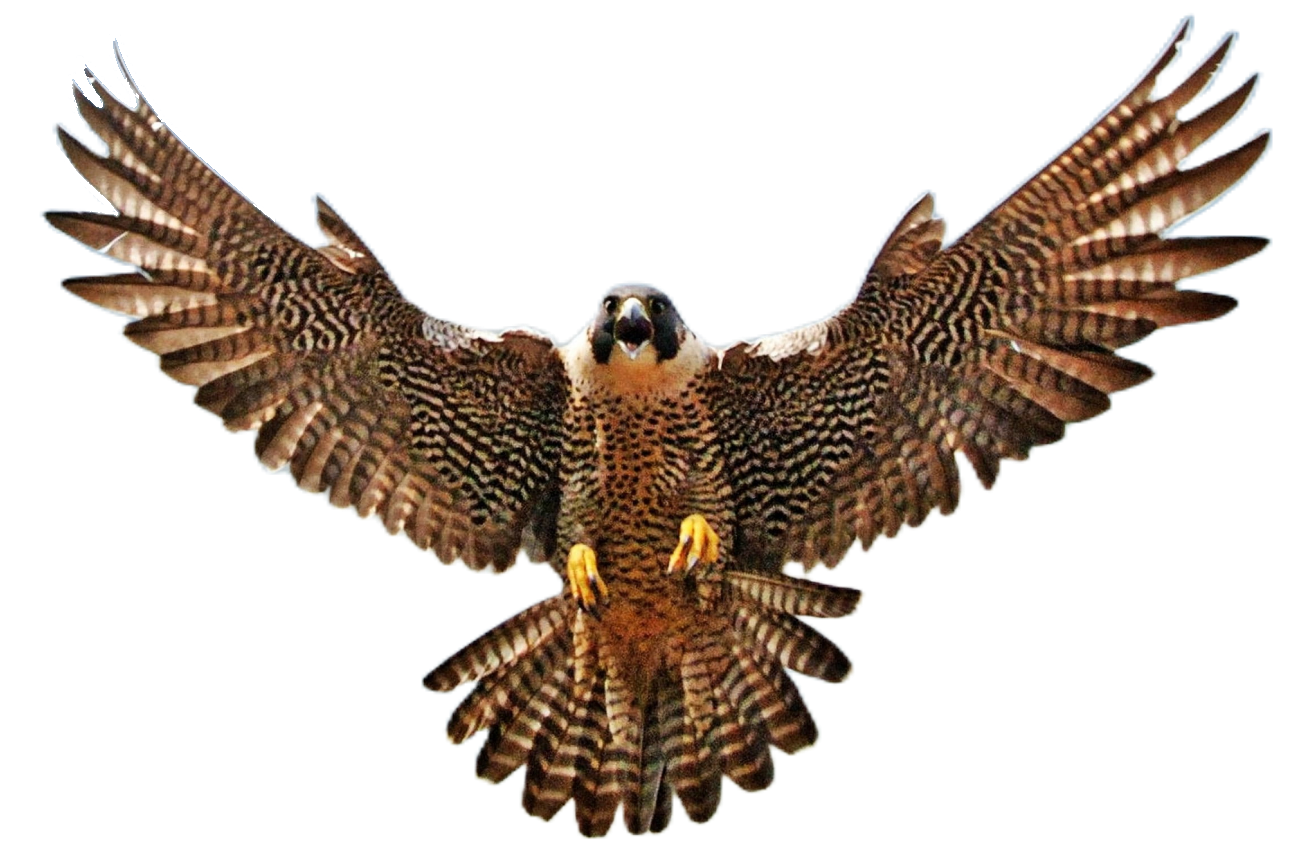 falcon-3