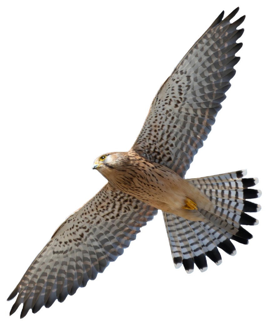 Falcon Bird Flying PNG