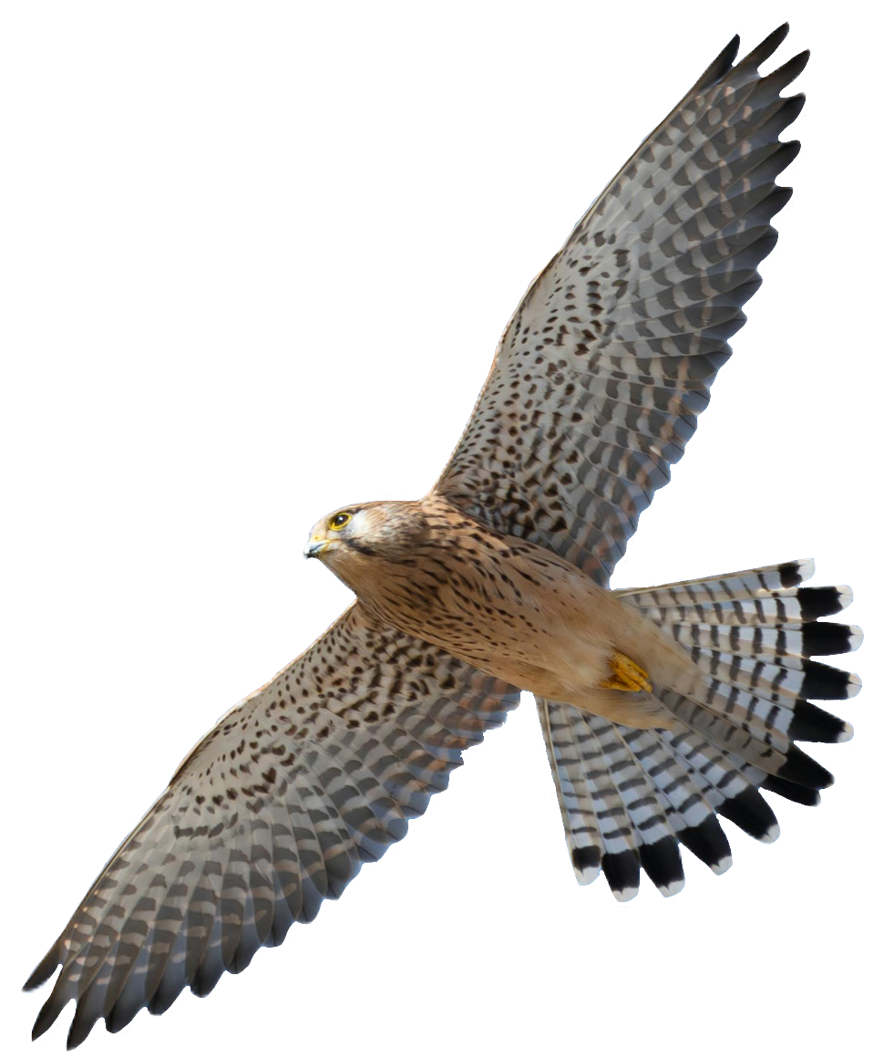 falcon-30