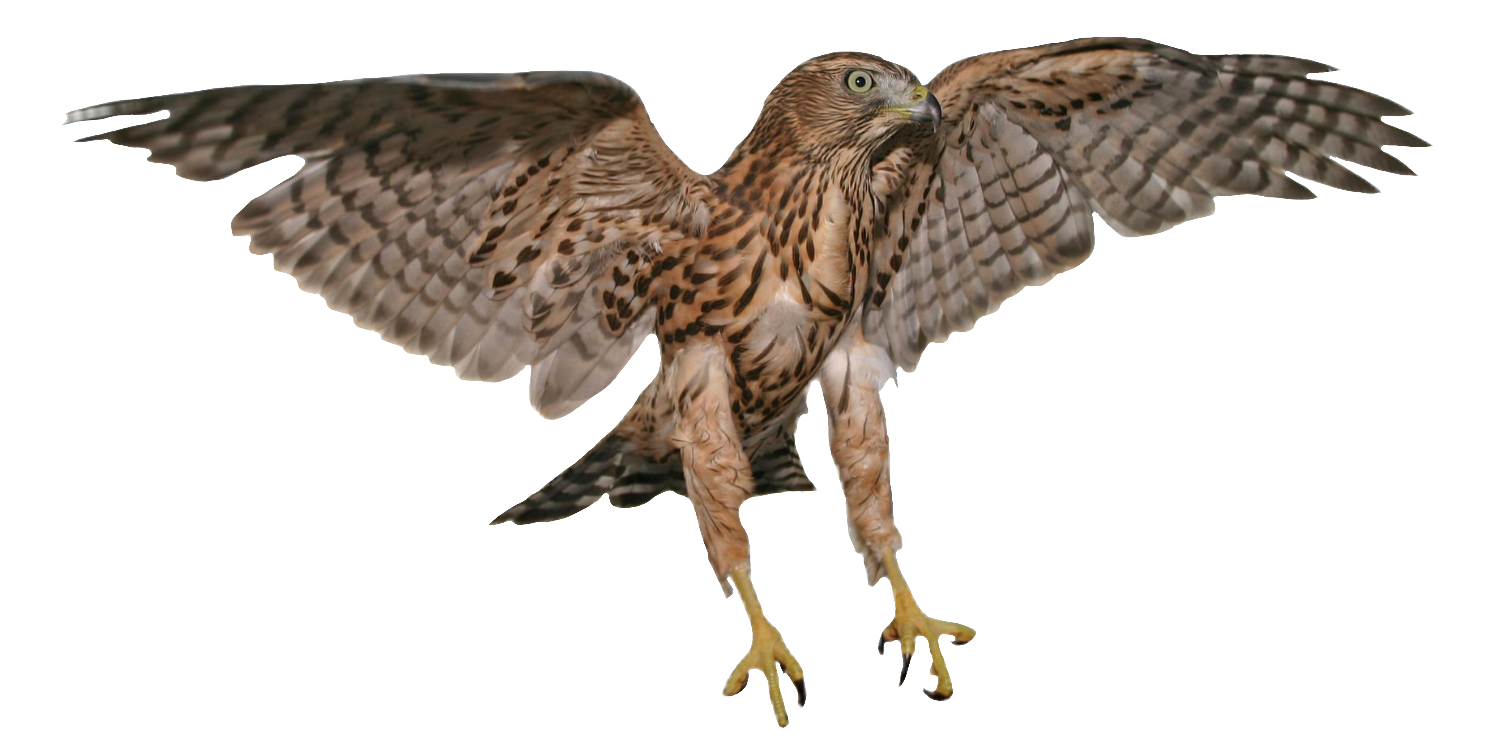 falcon-31