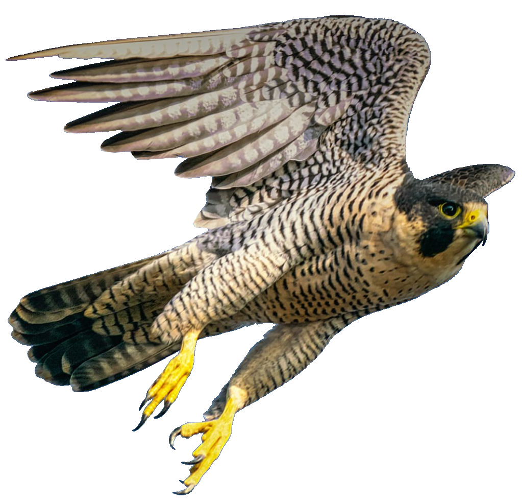 falcon-33