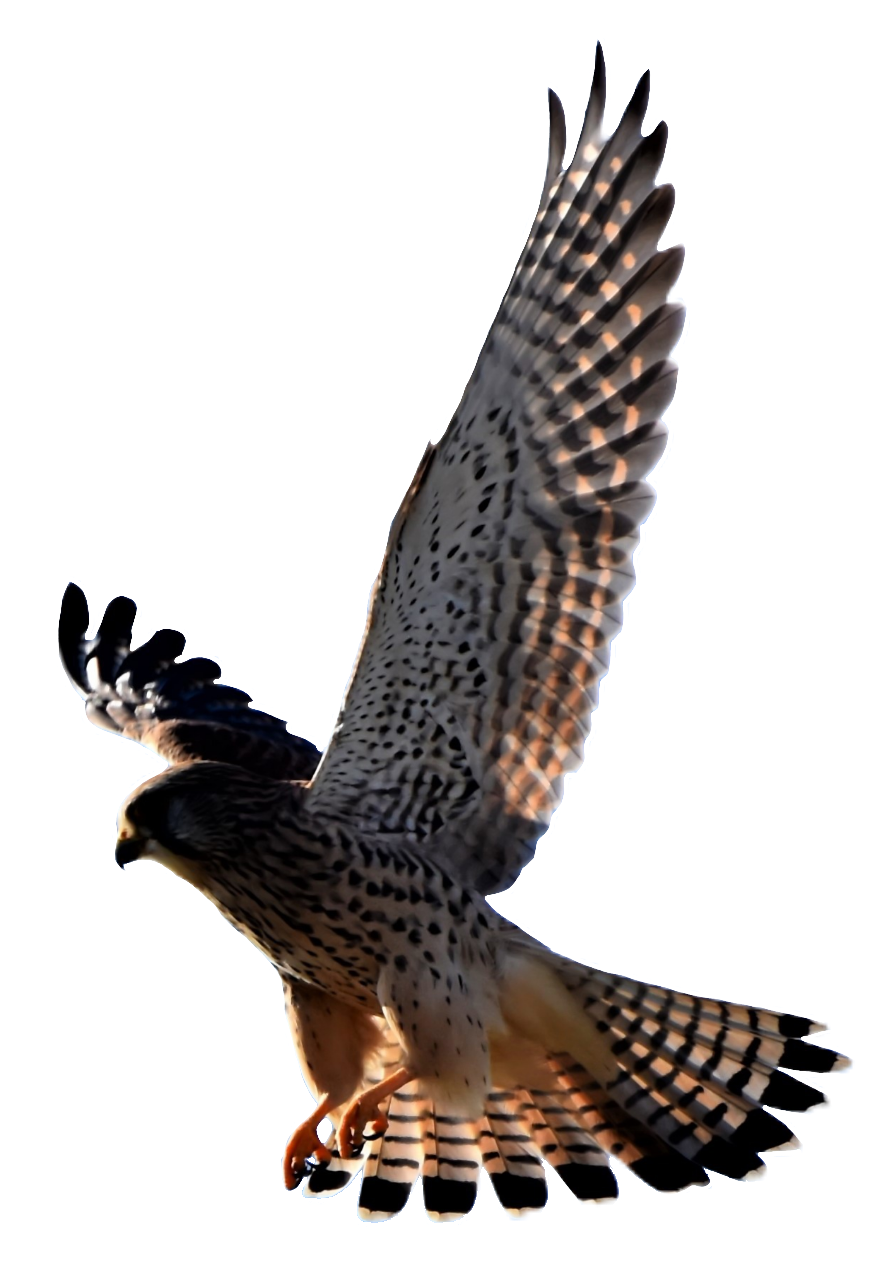 falcon-34